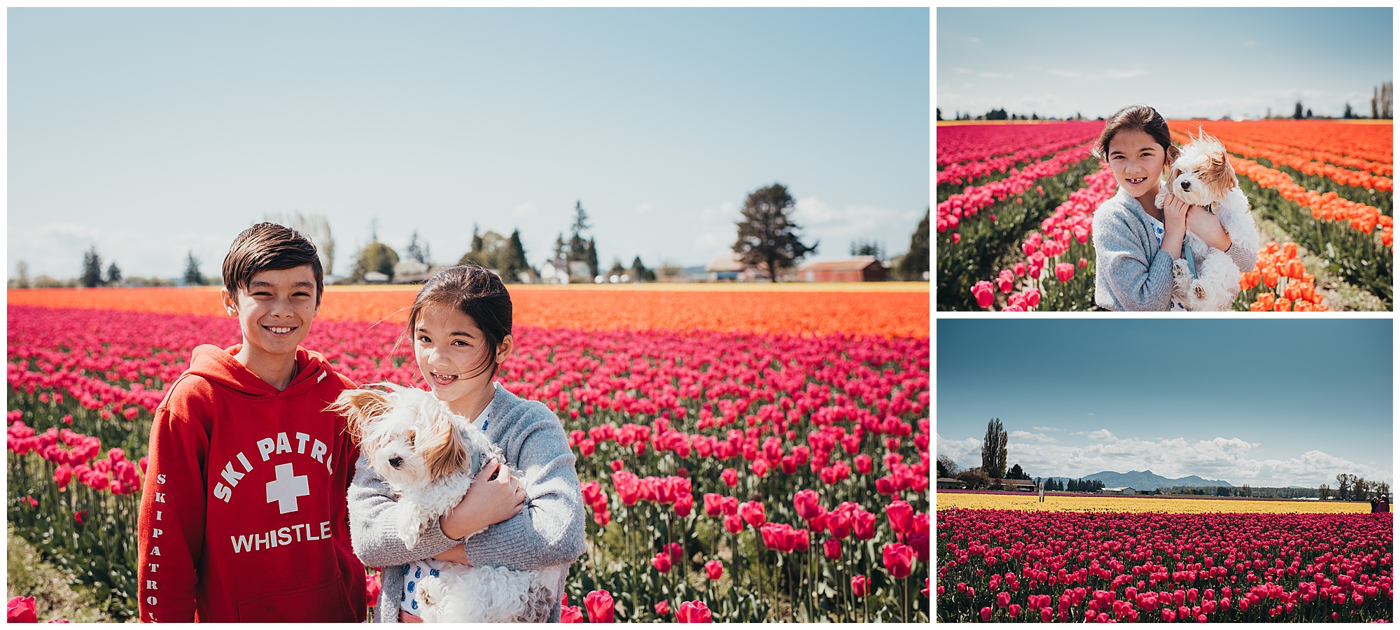 Collage of Boy and Girl and Dog in Tulip Fields Emily Ann Photography Seattle Photographer