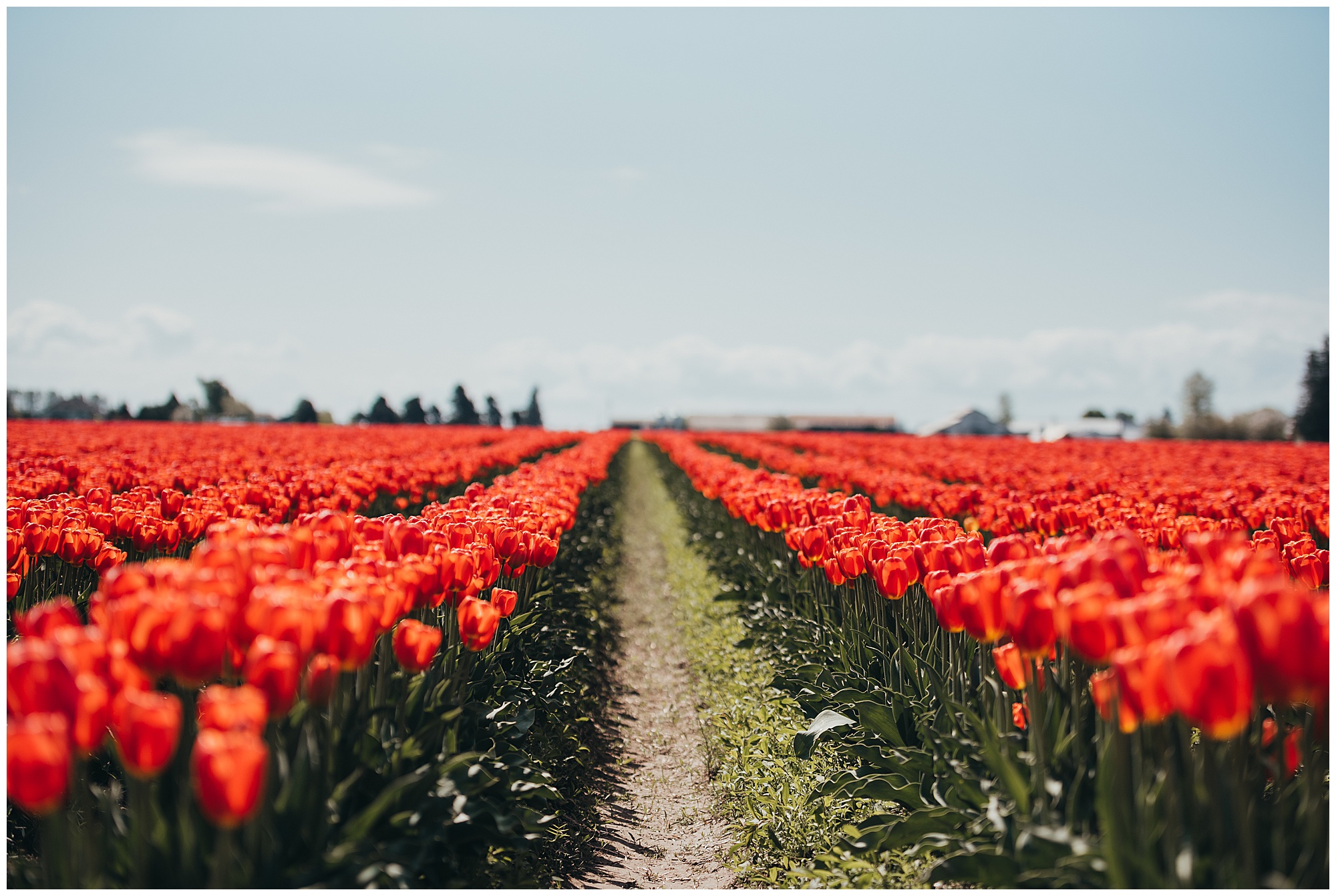 Red Orange Tulips Mount Vernon Emily Ann Photography Seattle Photographer