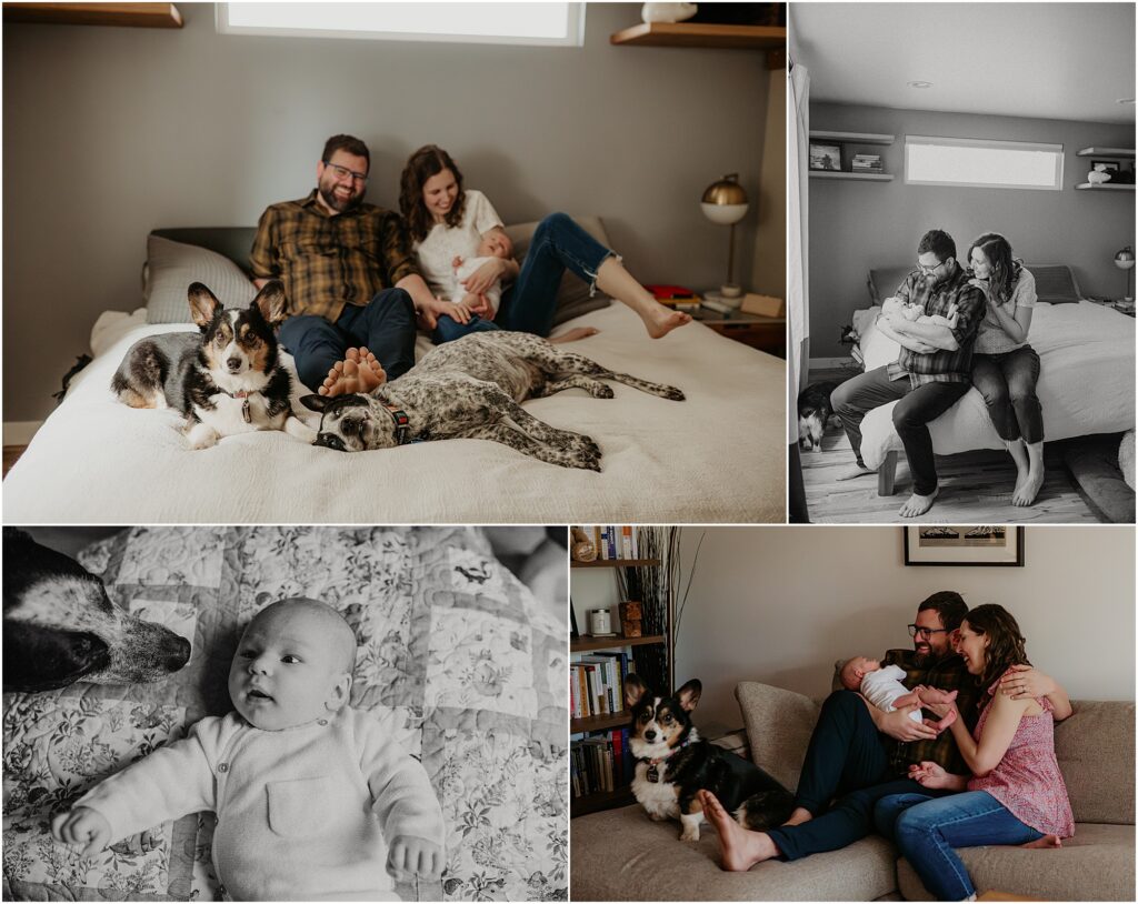 Images from a seattle lifestyle newborn photography session featuring a couple with their new baby and two dogs. Cozy on the bed, couch, and dog sniffing baby
