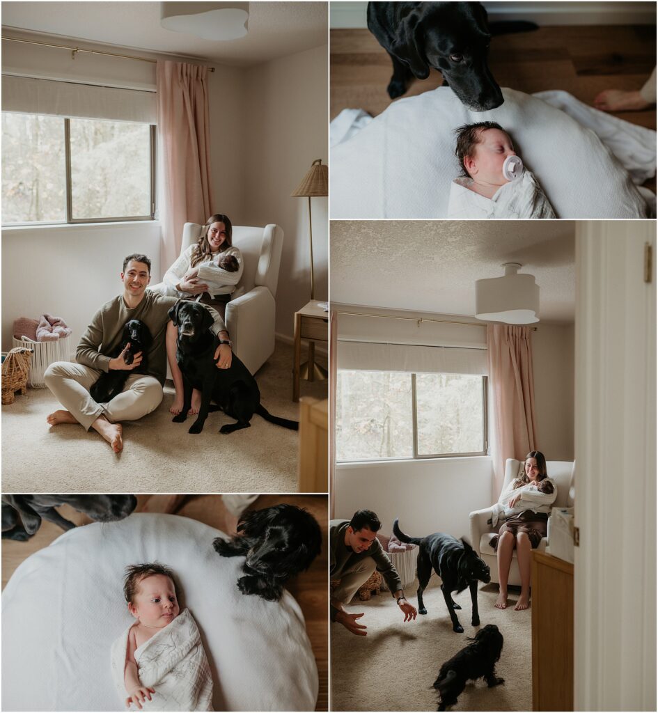 These photos show the benefit of including your dogs in your newborn photos. Two black dogs hanging with parents and newborn baby girl.