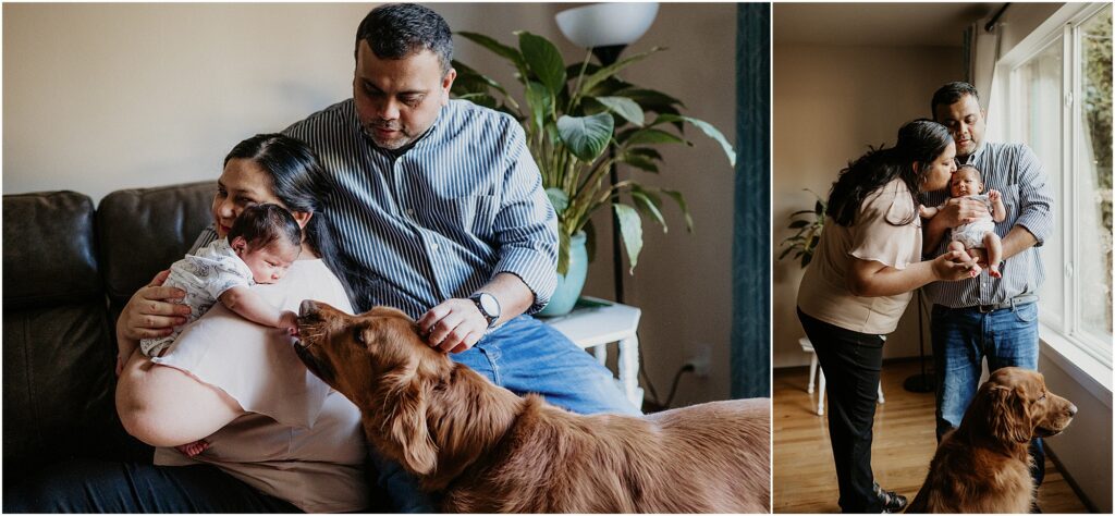 Two photos of parents with newborn baby in living room including their golden retriever dog.