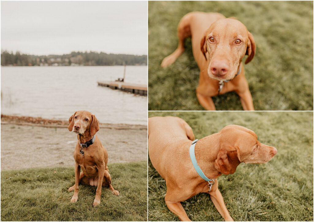 Three pictures of a vizsla hanging out in grass in front of a lake and dock.