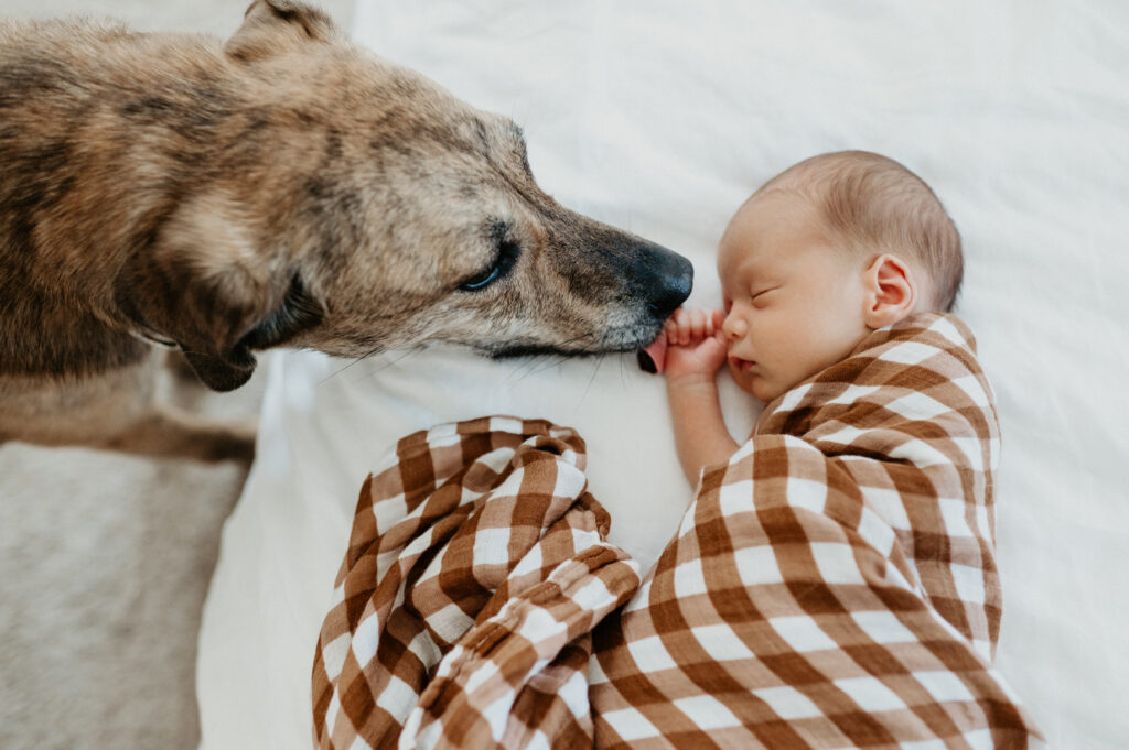 dog sniffs newborn baby boy swaddled on bed