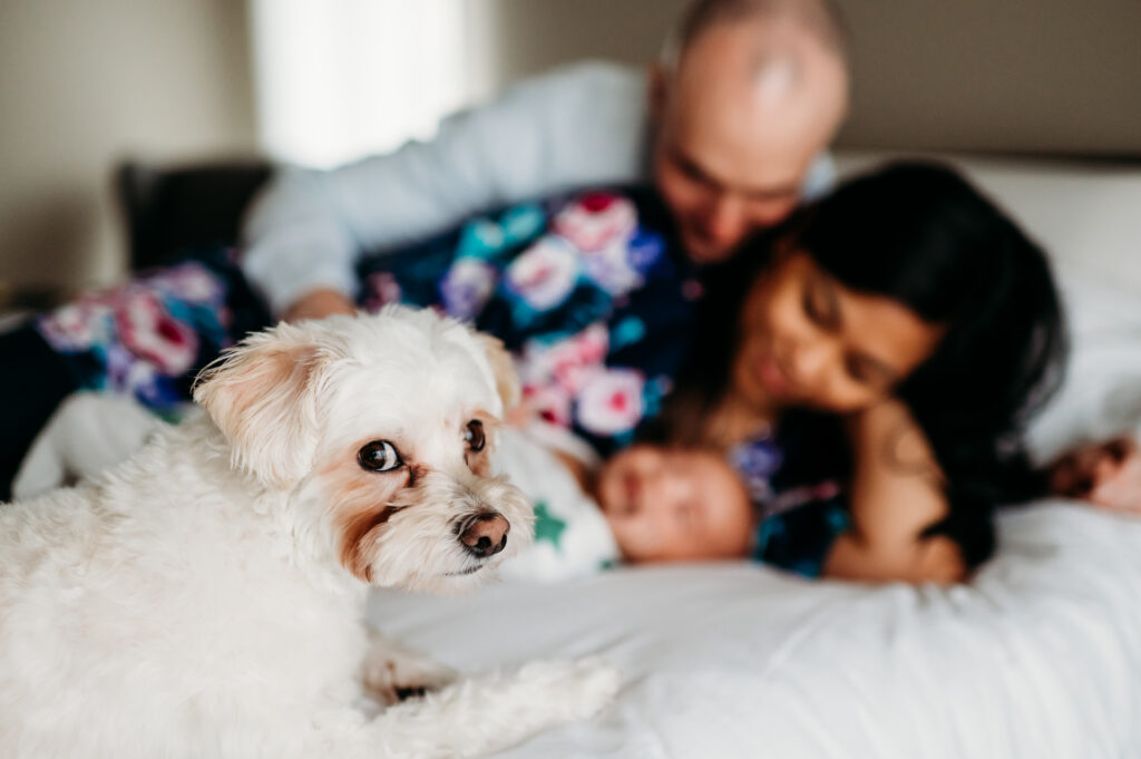 little white dog looks at camera while parents snuggle newborn on bed